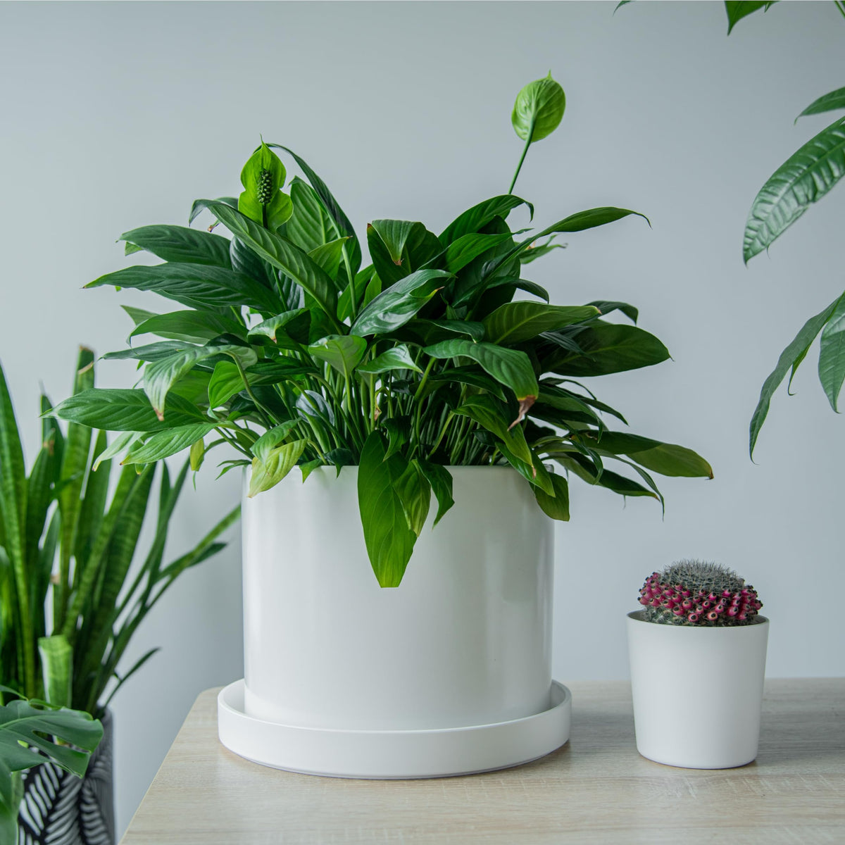 Lightweight yet sturdy Phoenix Vine plastic plant saucer for easy handling