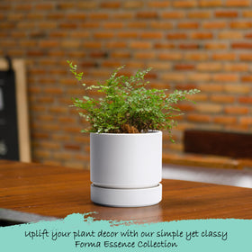 Phoenix Vine minimalist planter in white complements home or office décor