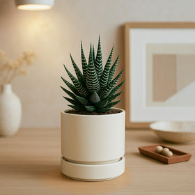 Phoenix Vine Oatmeal Matte Finish Planter blends with neutral decor.