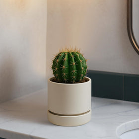 Phoenix Vine Planter Saucer with Drainage Hole prevents overwatering.