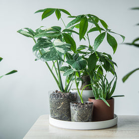 Phoenix Vine saucer weather-resistant design endures outdoors