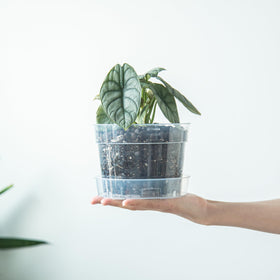 Phoenix Vine set of six clear pots provides versatile planter options.
