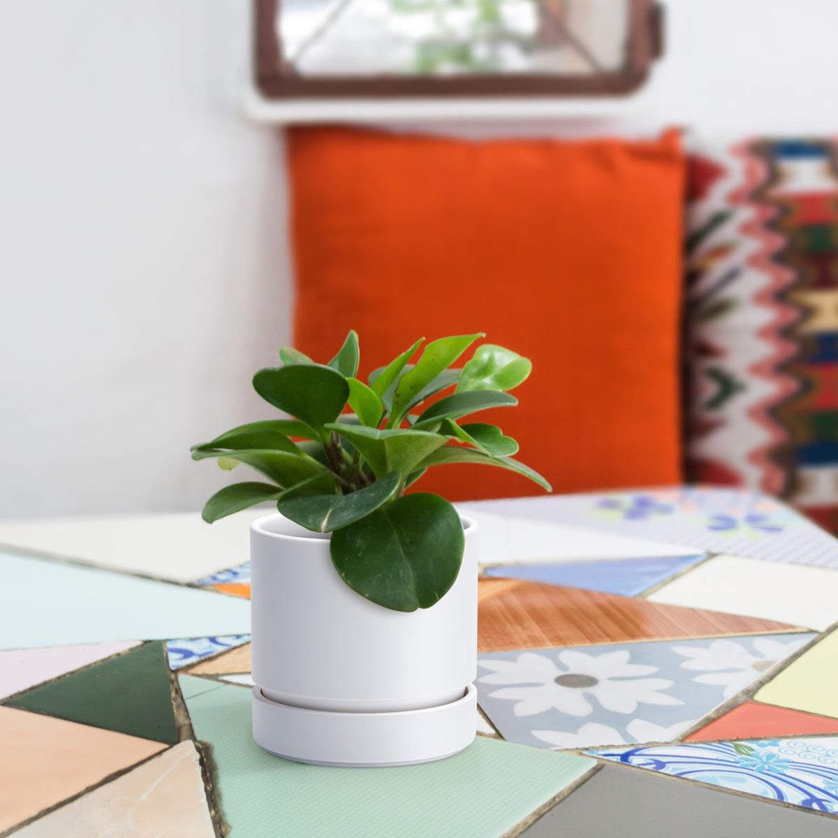 Phoenix Vine straight cylindrical planter in white adds clean modern style