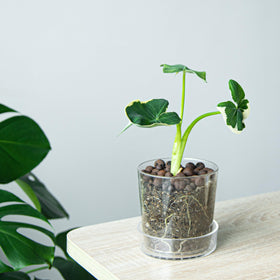 Phoenix Vine clear planter on windowsill enhances indoor space aesthetics.
