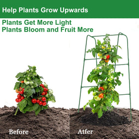 Phueglado raised-bed trellis elevates vines for better sunlight.