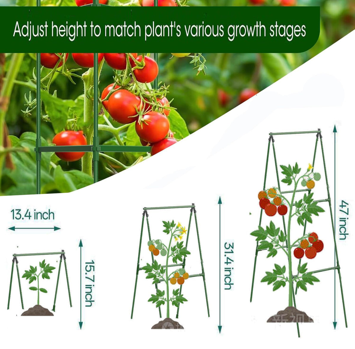 Phueglado trellis assembly without tools enables quick garden setup
