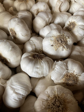 Pilestone garlic seed bulbs bold flavor close-up for enhanced cooking