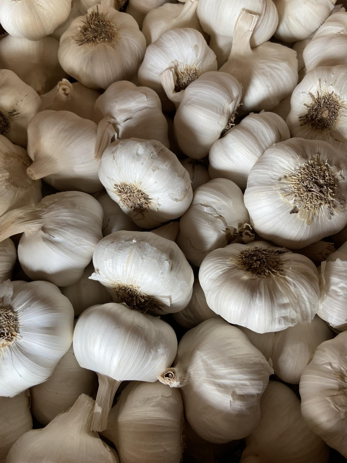 Pilestone garlic seed bulbs cold-hardy planting in cool climates