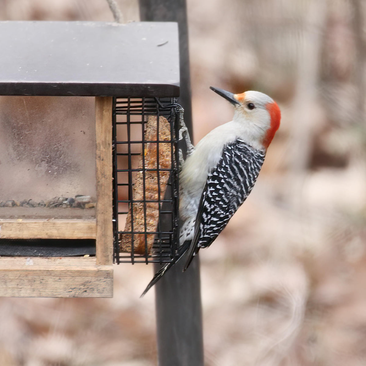 Pine Tree Farms Never Melt Hot Pepper Suet Cake helps deter squirrels at the feeding station