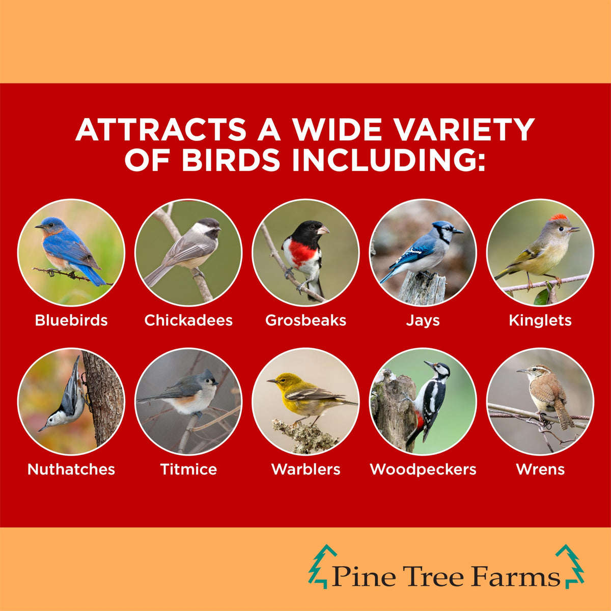 Pine Tree Farms Never Melt Hot Pepper Suet Cake attracts woodpeckers at a backyard feeder
