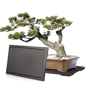 Pinkunn bonsai humidity tray supporting a pot while protecting floors from excess water.