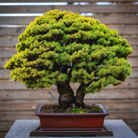 Pinkunn bonsai tray catches drips, keeping work surfaces dry and tidy.
