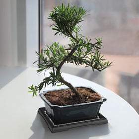 Pinkunn plastic drip tray durable material for indoor and outdoor plant use