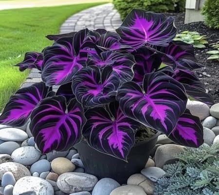 Pipa Papa Black Pink Colocasia seeds pack ready for warm germination.