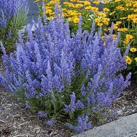 PIPA PAPA pollinator-friendly Russian Sage attracts bees and butterflies in gardens.