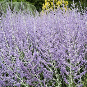 PIPA PAPA Blue Steel Russian Sage seeds reveal sky blue blooms for vibrant garden borders.