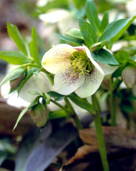 PIPA PAPA border planting with hellebore seeds, creating durable perennial blooms.