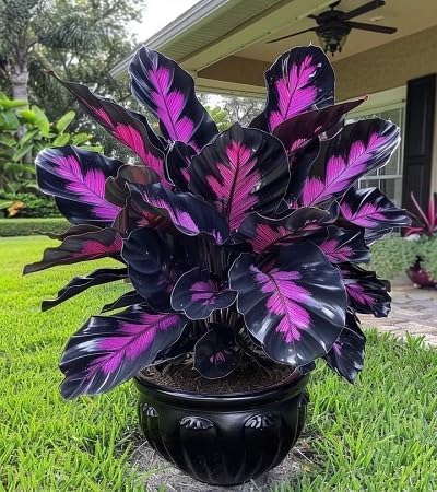 PIPA PAPA Caladium seeds demonstrating easy planting steps and high germination.