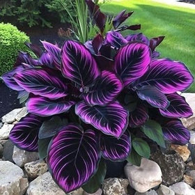 PIPA PAPA Caladium seeds with purple-black foliage for vibrant indoor or outdoor color.