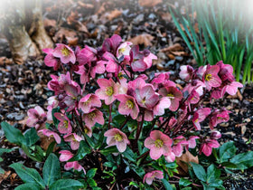 PIPA PAPA container garden using hellebore seeds for compact winter interest.