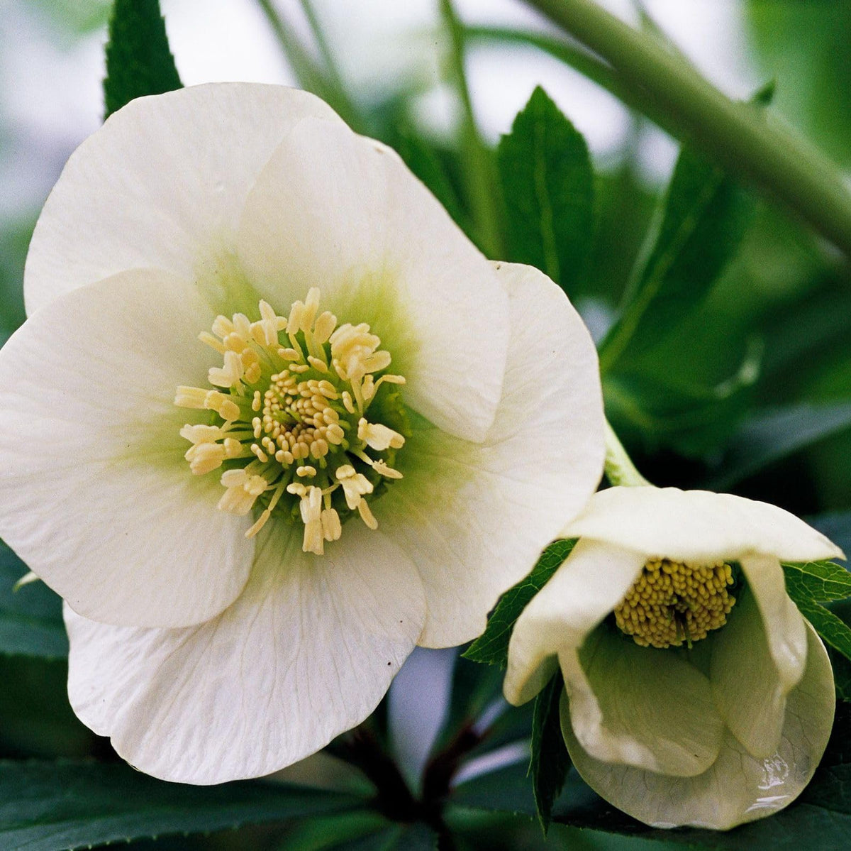 PIPA PAPA cool-stratification setup for hellebore seeds to improve germination.