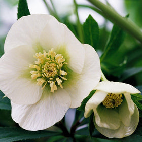 PIPA PAPA cool-stratification setup for hellebore seeds to improve germination.