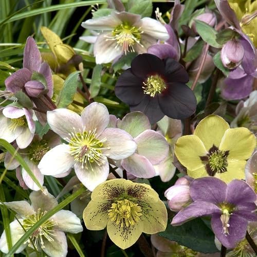 PIPA PAPA hellebore seeds germination close-up, showing potential for early spring bloom.