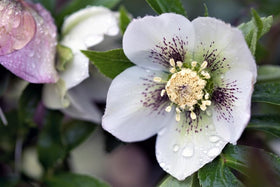 PIPA PAPA mature hellebore blooms brighten winter borders year after year.