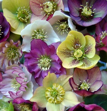 PIPA PAPA mixed hellebore seeds pack shot for vibrant winter color in shade borders.