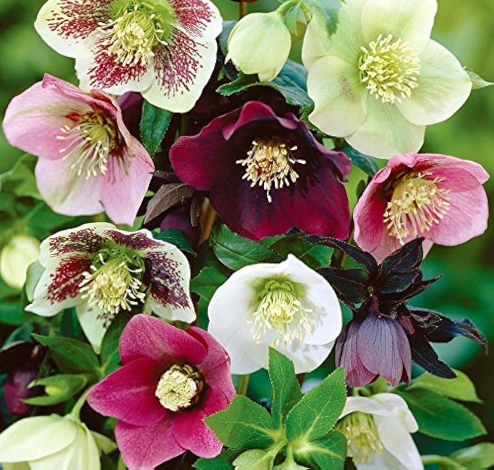 PIPA PAPA shade garden image with hellebore seeds, ideal for year-round decorative landscaping.