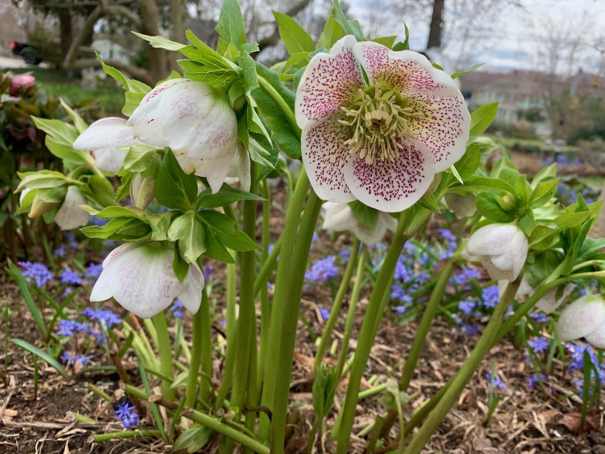 PIPA PAPA well-drained soil habitat supporting healthy hellebore growth.