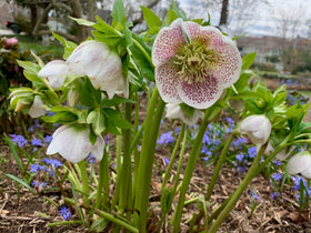 PIPA PAPA well-drained soil habitat supporting healthy hellebore growth.
