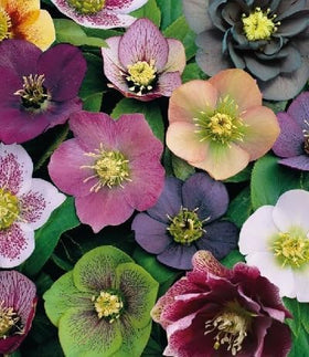 PIPA PAPA winter-bloom helleborus flowers add color to shady gardens during cold months.