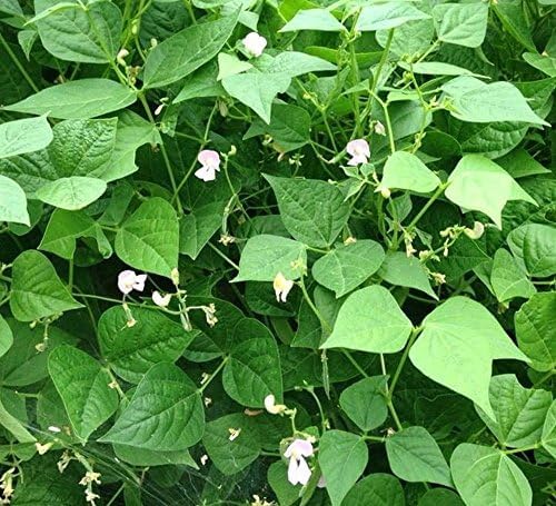 PIPA PAPA white Tepary bean seeds 35pcs closeup for easy planting and harvest.
