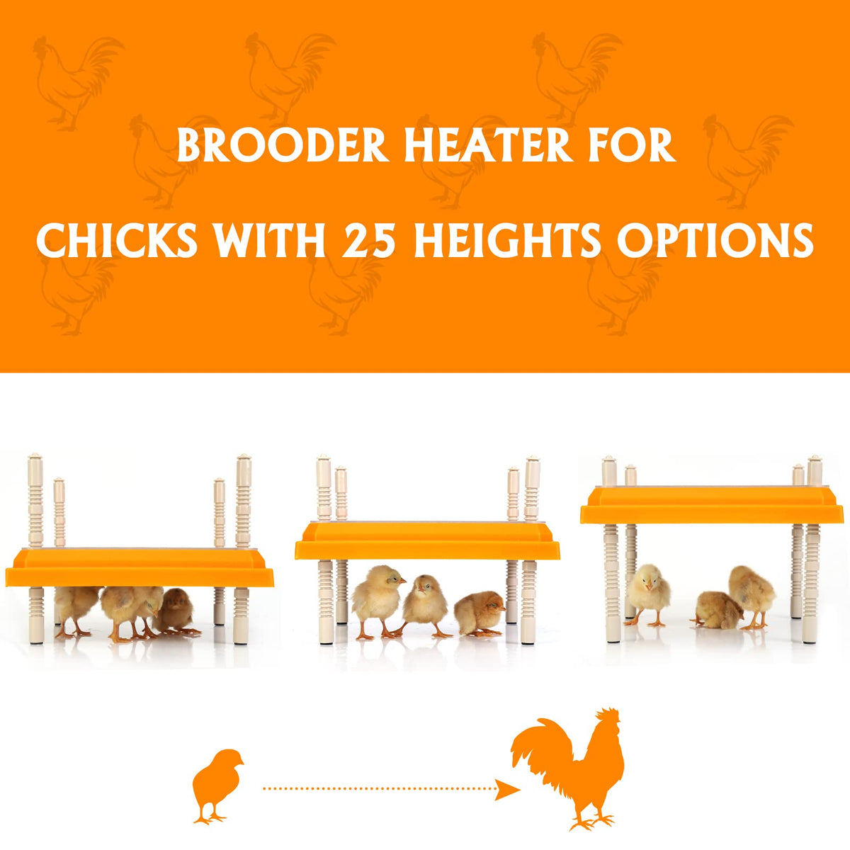 Pitalok brooder heater plate uses only 15W, saving energy while keeping chicks comfortable