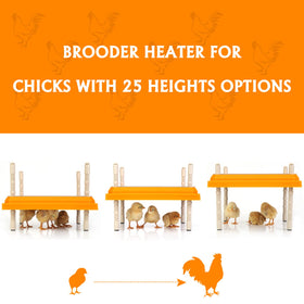 Pitalok brooder heater plate uses only 15W, saving energy while keeping chicks comfortable