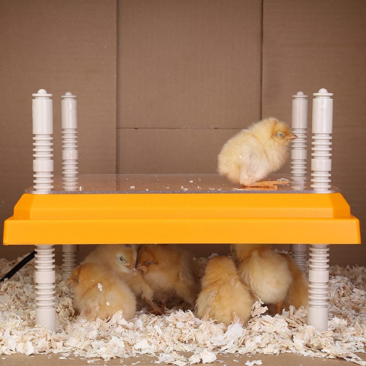 Pitalok brooder heater plate designed for indoor brooding in various spaces