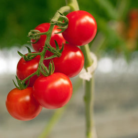 Piteno easy-to-use clips simplify garden setup and maintenance.