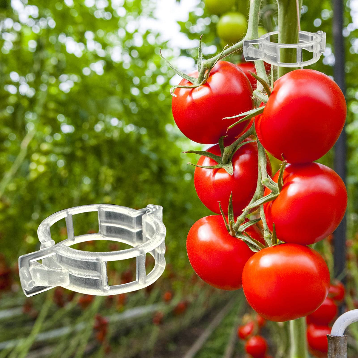 Piteno plant-support clips keep vegetables like tomatoes upright.
