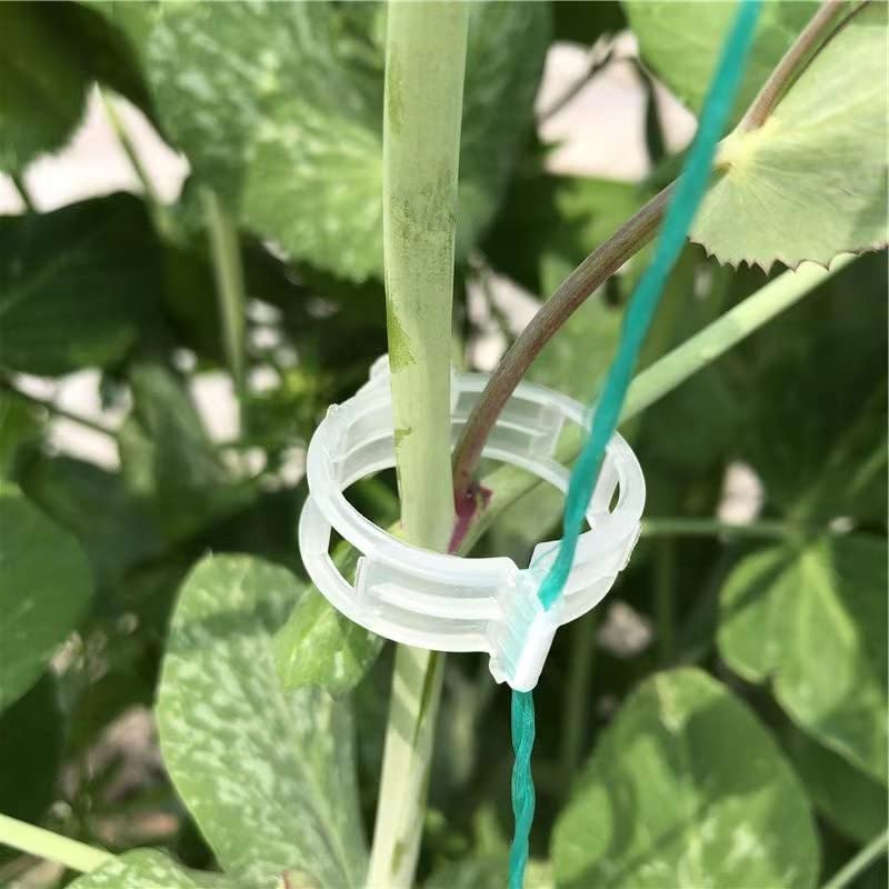 Piteno tomato clips 300pcs securely support tomato plants for upright growth.