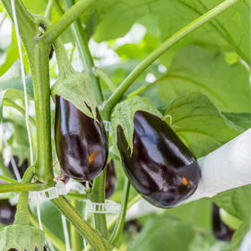 Piteno vertical gardening clip on trellis supports vines.
