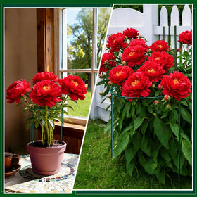 PJT eight-pack coverage ensures full plant support with room to grow.