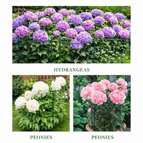 PJT supports peonies, hydrangeas, tomatoes for steady stems and blooms.