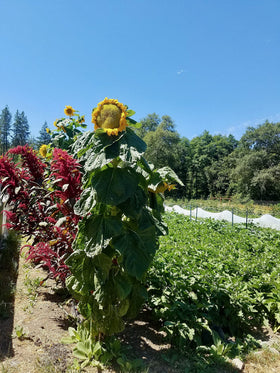 Plant Good Seed Mongolian Giant Sunflower in a pollinator-friendly garden attracting bees.
