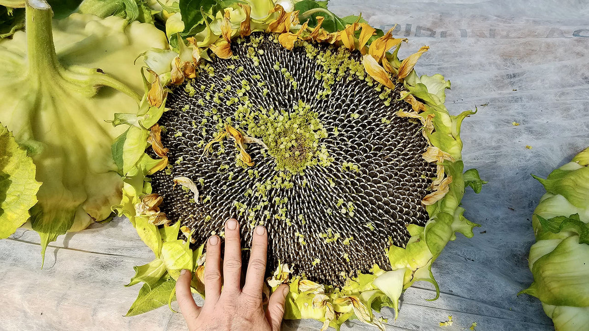 Plant Good Seed Mongolian Giant Sunflower bloom head close-up for a dramatic garden focal point.