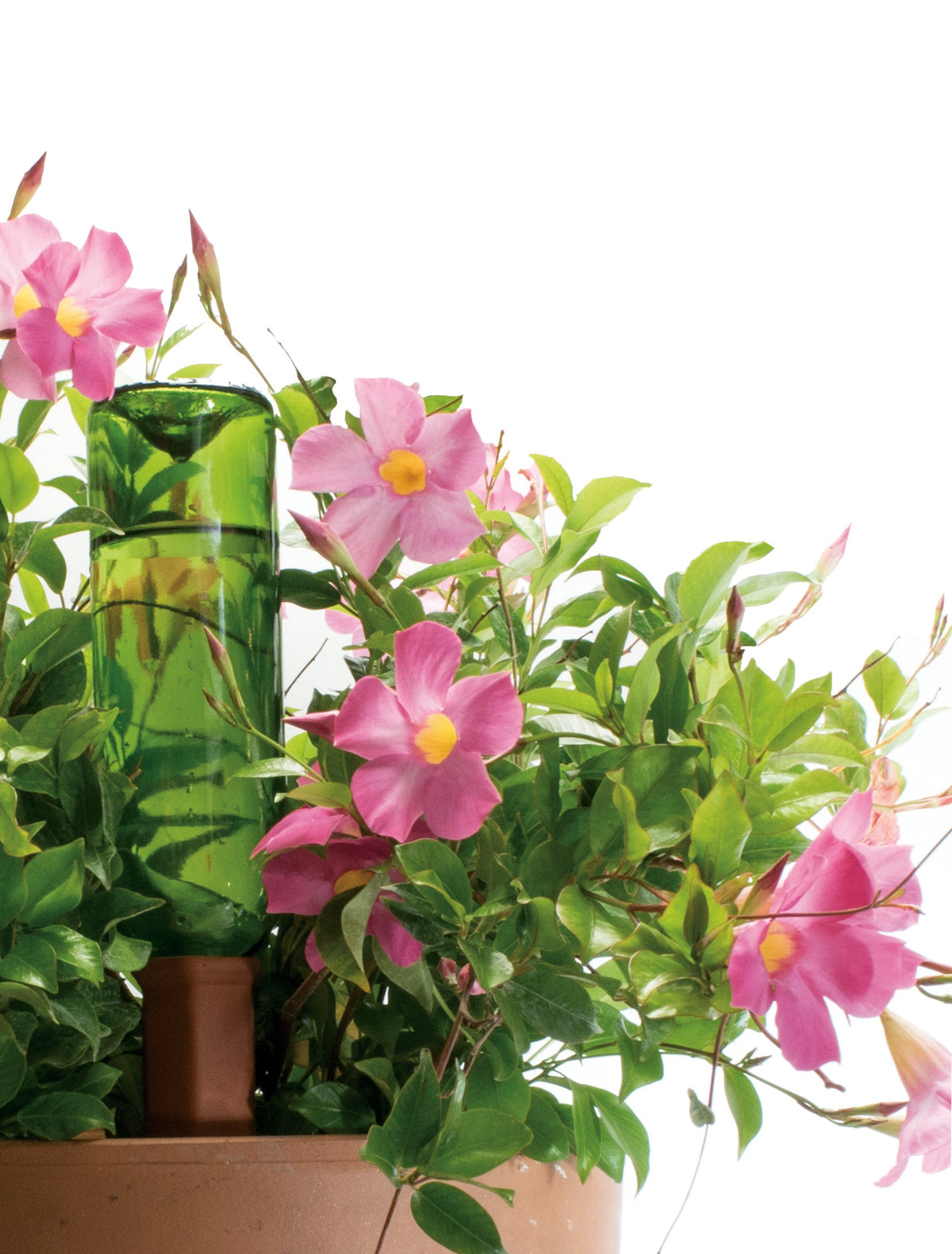 Plant Nanny terracotta stake in soil provides consistent irrigation for healthier roots