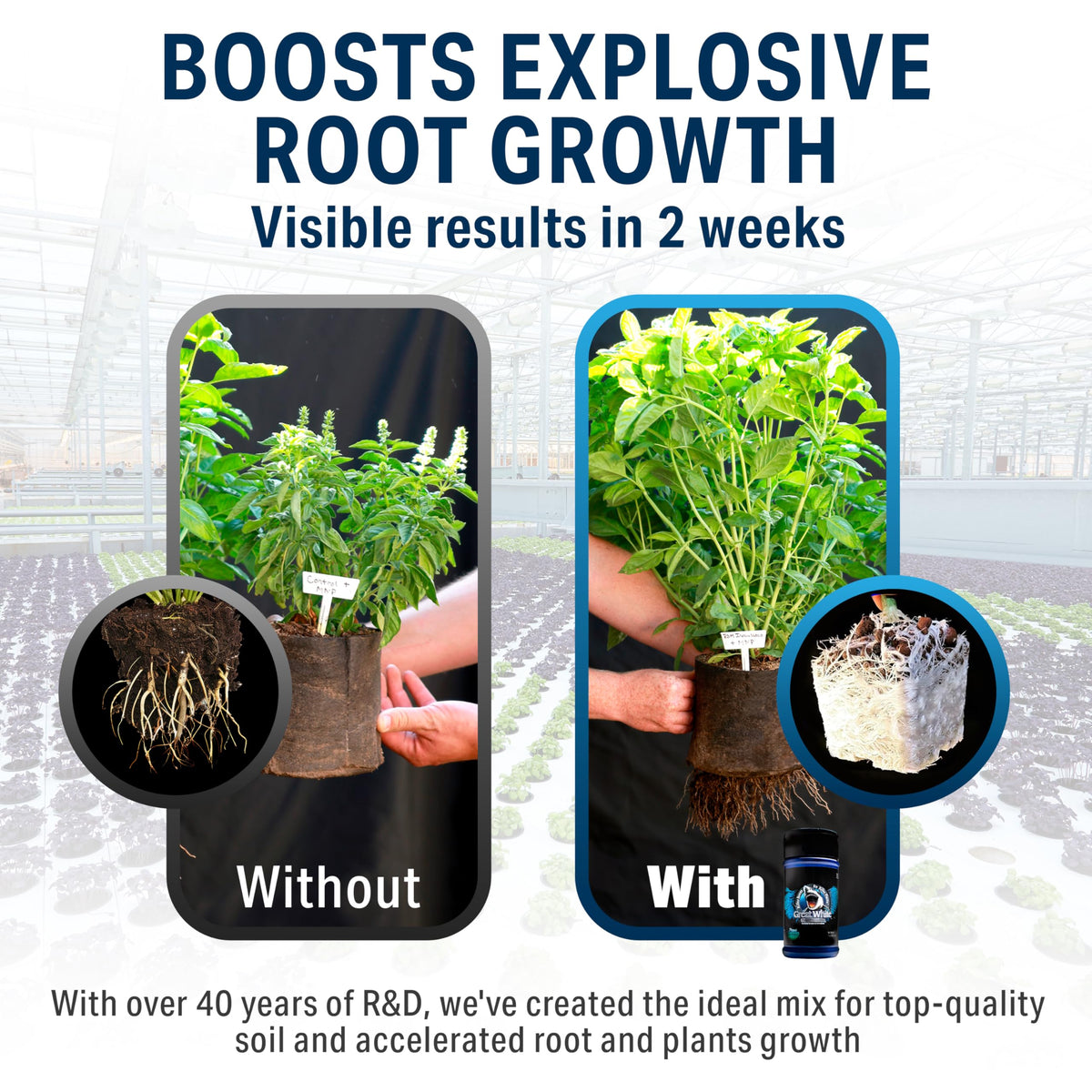 Great White applied to soil with roots showing enhanced rooting