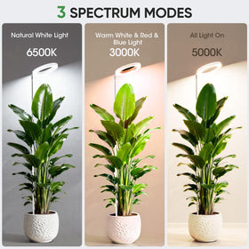 PlantaPulse grow lights height-adjustment demonstrates adaptable coverage as plants grow.