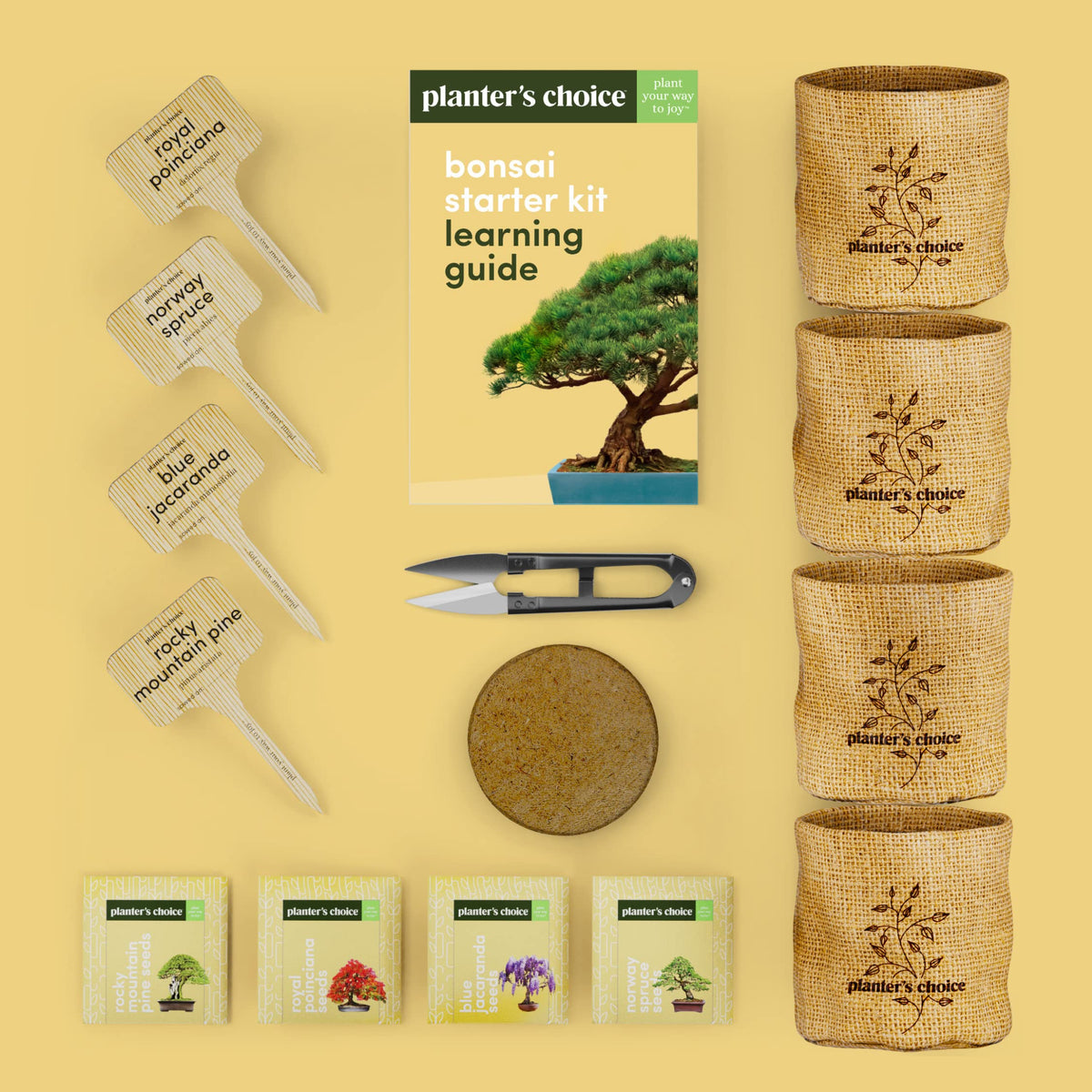 Planters' Choice Blue Jacaranda seeds prepared for vibrant indoor growth