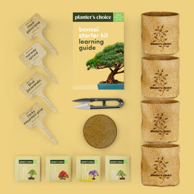 Planters' Choice Blue Jacaranda seeds prepared for vibrant indoor growth